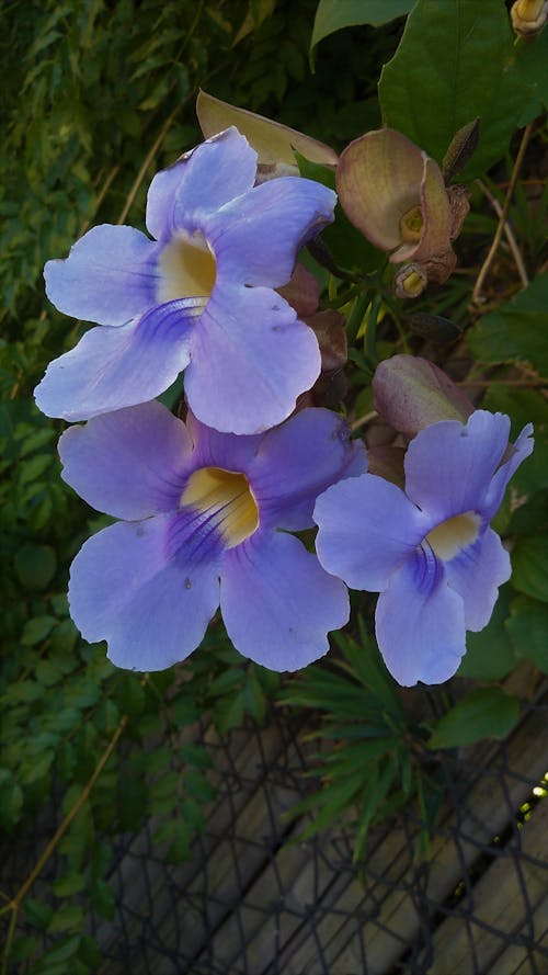 Ảnh lưu trữ miễn phí về Argentina, cây xanh, hoa violet