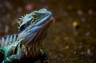 一条色彩缤纷的东方水龙，在自然环境中展示着复杂的鳞片