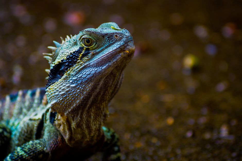 A colorful Eastern Water Dragon showcasing intricate scales in a natural setting.