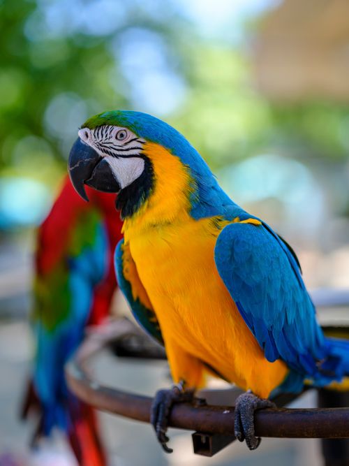 Free Close-up of a colorful blue and yellow macaw perched outdoors, vibrant and lively. Stock Photo