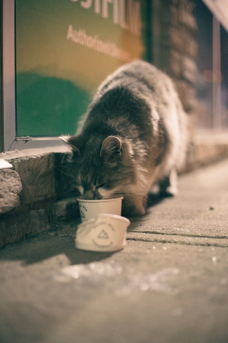 Gray Cat Eating On A Cup