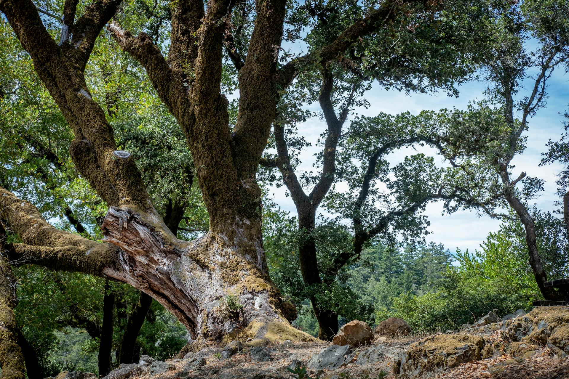 A vibrant forest scene with a large, moss-covered oak tree under a bright sky.