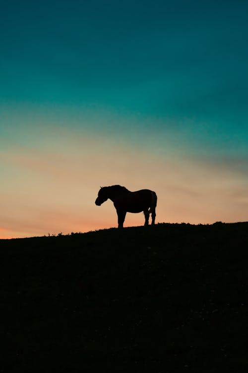 Silhouette of a Horse in the Mountains