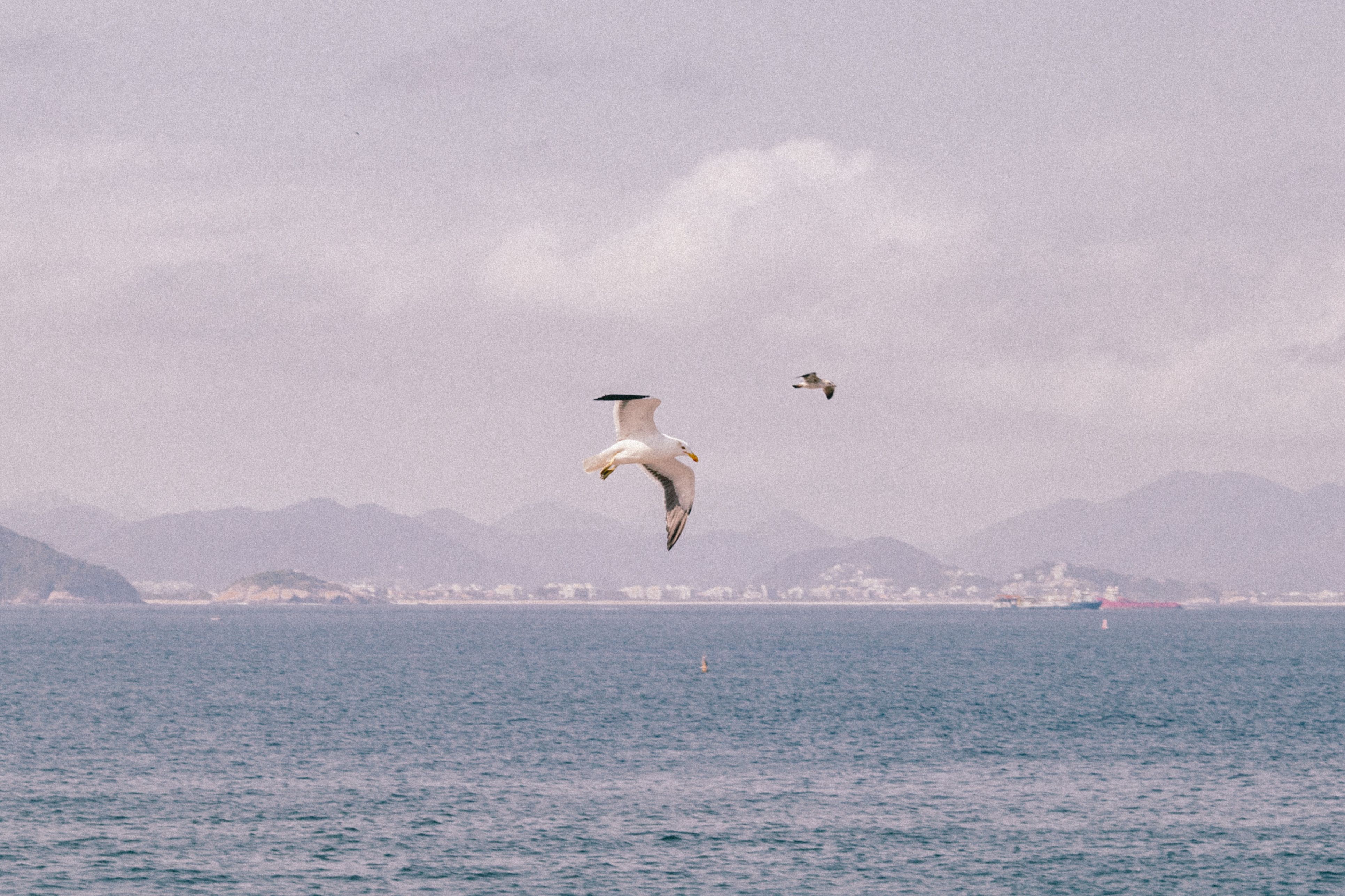 Two seagulls soaring above the ocean with distant mountains and a city skyline, capturing a serene moment.