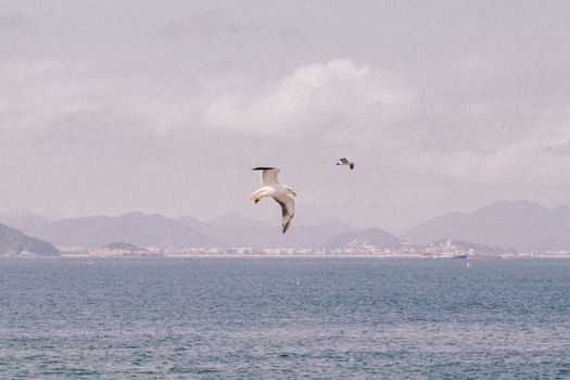 Two seagulls soaring above the ocean with distant mountains and a city skyline, capturing a serene moment.