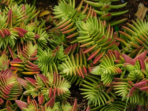 Photo of a Crassula Capitella Plant