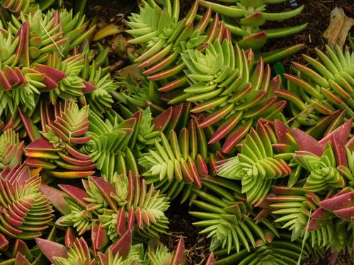 Free Close-up of colorful Crassula Capitella leaves displaying vivid shades of green and red. Stock Photo