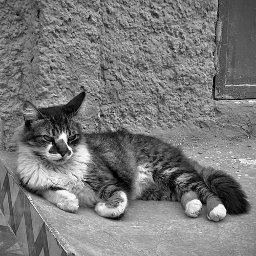 Free A beautiful black and white photo of a cat lying on a textured surface, displaying tranquility. Stock Photo