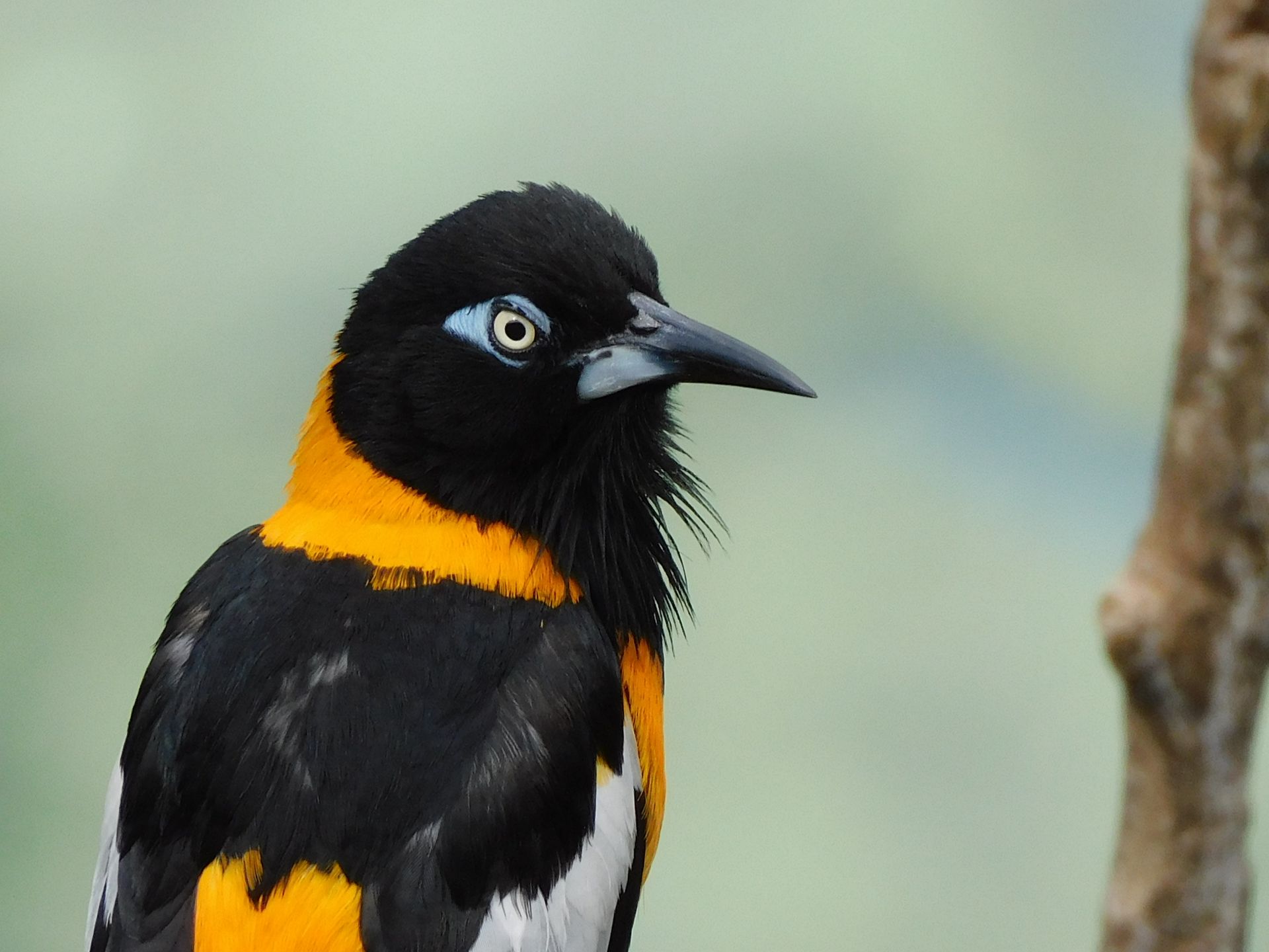 Detailed close-up portrait of a vibrant troupial bird perched on a branch.