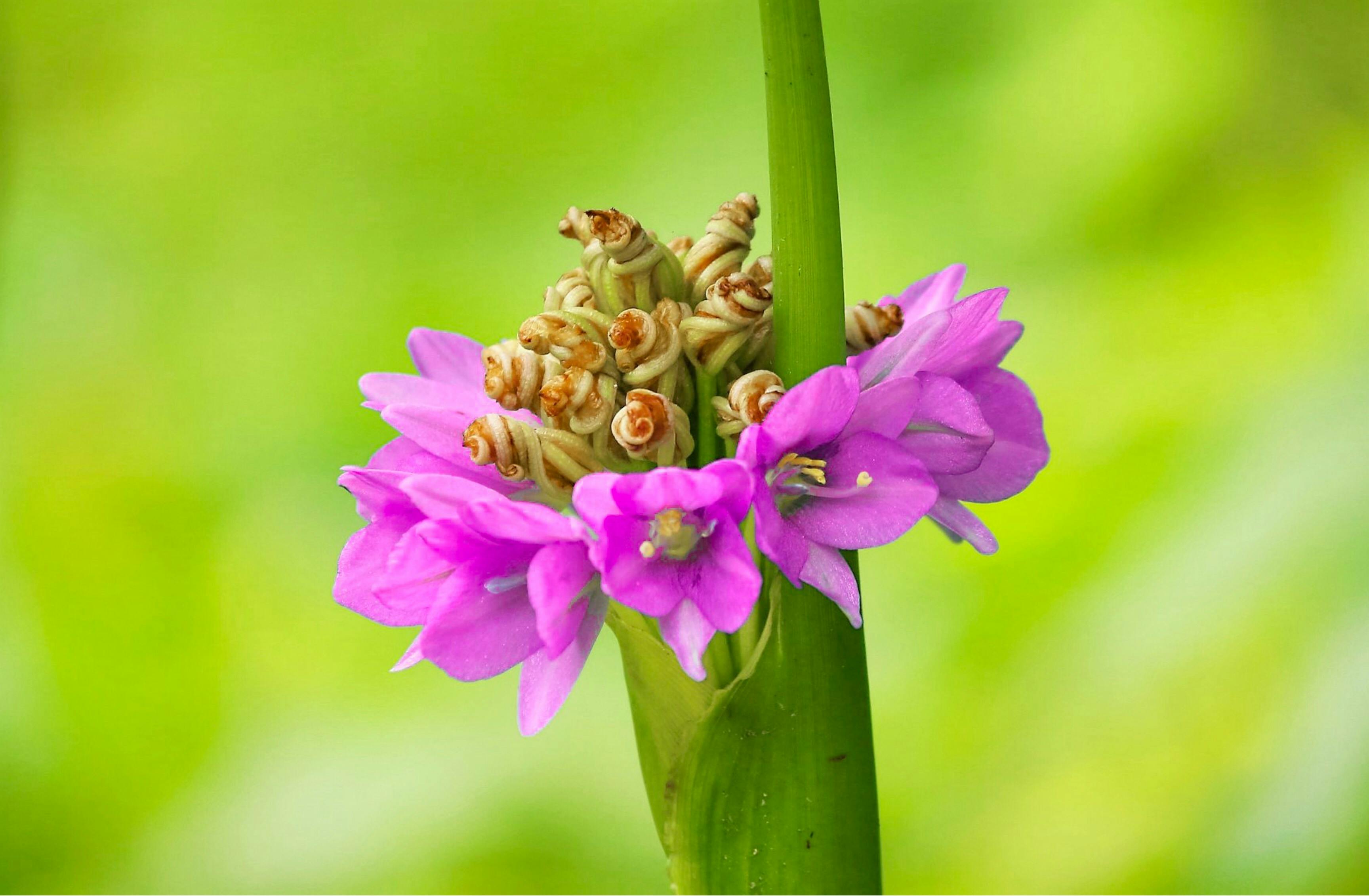 Photo Gratuite De Bouquet De Fleurs Fleurs Fond Décran