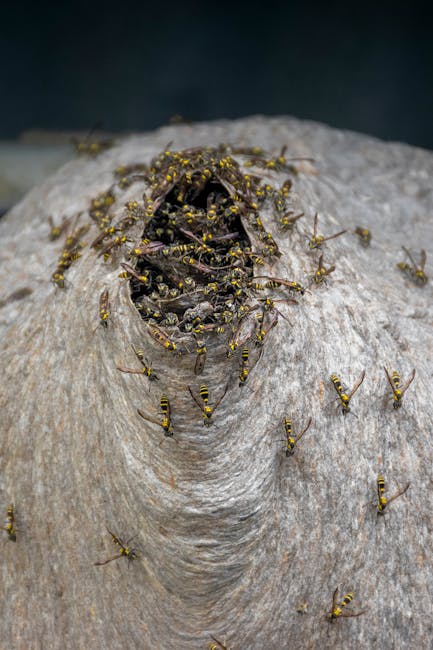 كيفية التخلص من الحشرات في المنازل بشكل نهائي في الرياض الشمالية - الذباب وكيفية التخلص منه