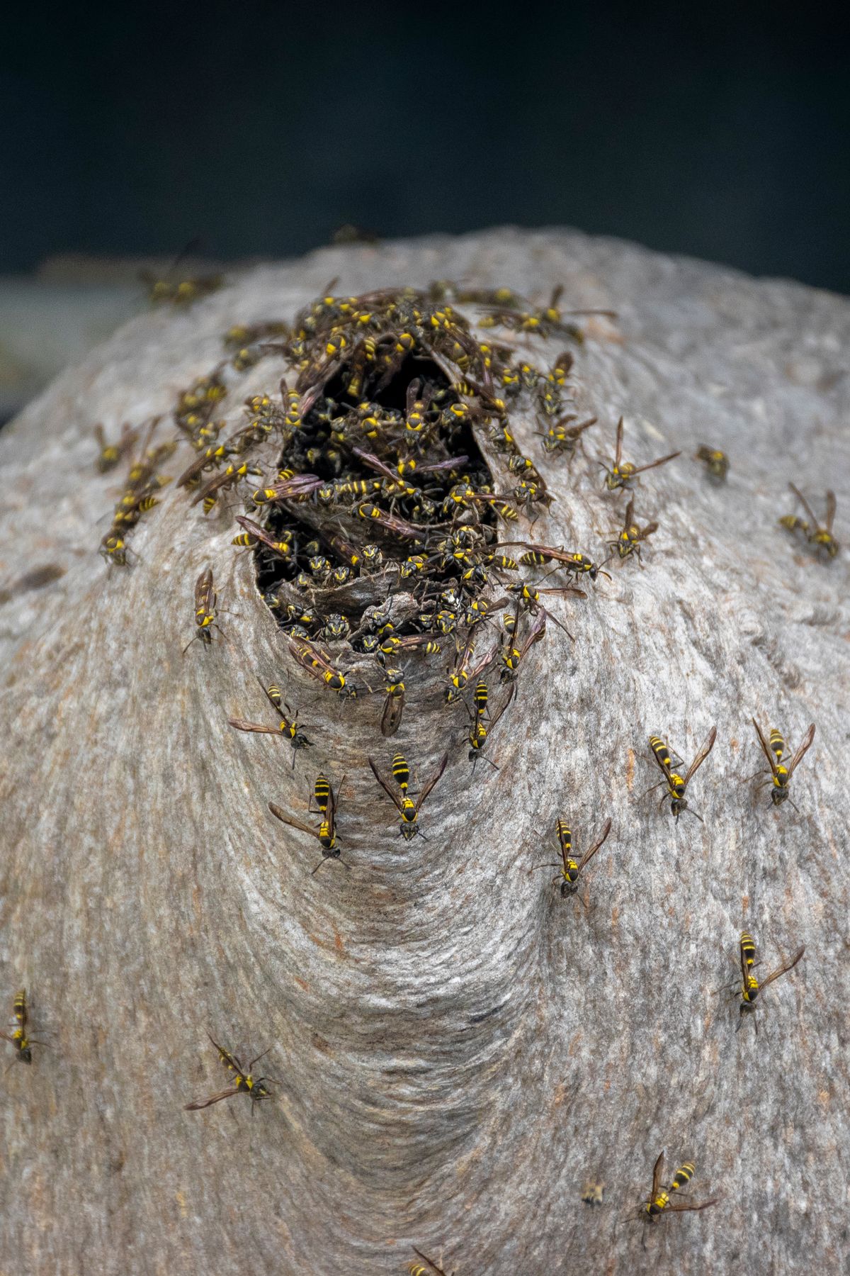 Wasps on a nest - wasp nest removal