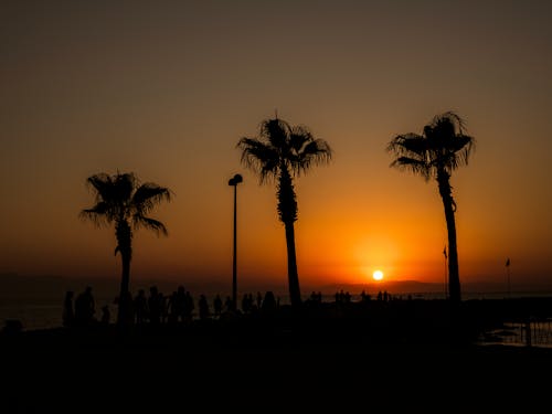 A Silhouette of Palm Trees and People during the Golden Hour