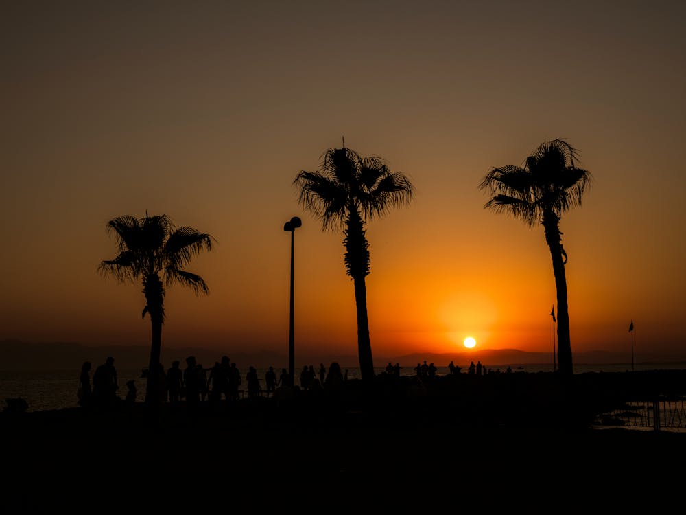 A Silhouette of Palm Trees and People during the Golden Hour