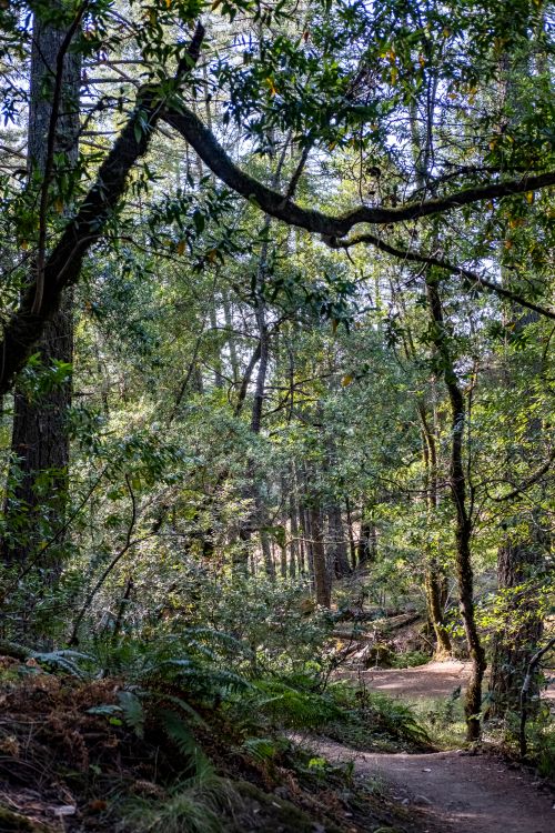 Free Explore a tranquil pathway through a dense forest filled with vibrant greenery and towering trees. Stock Photo
