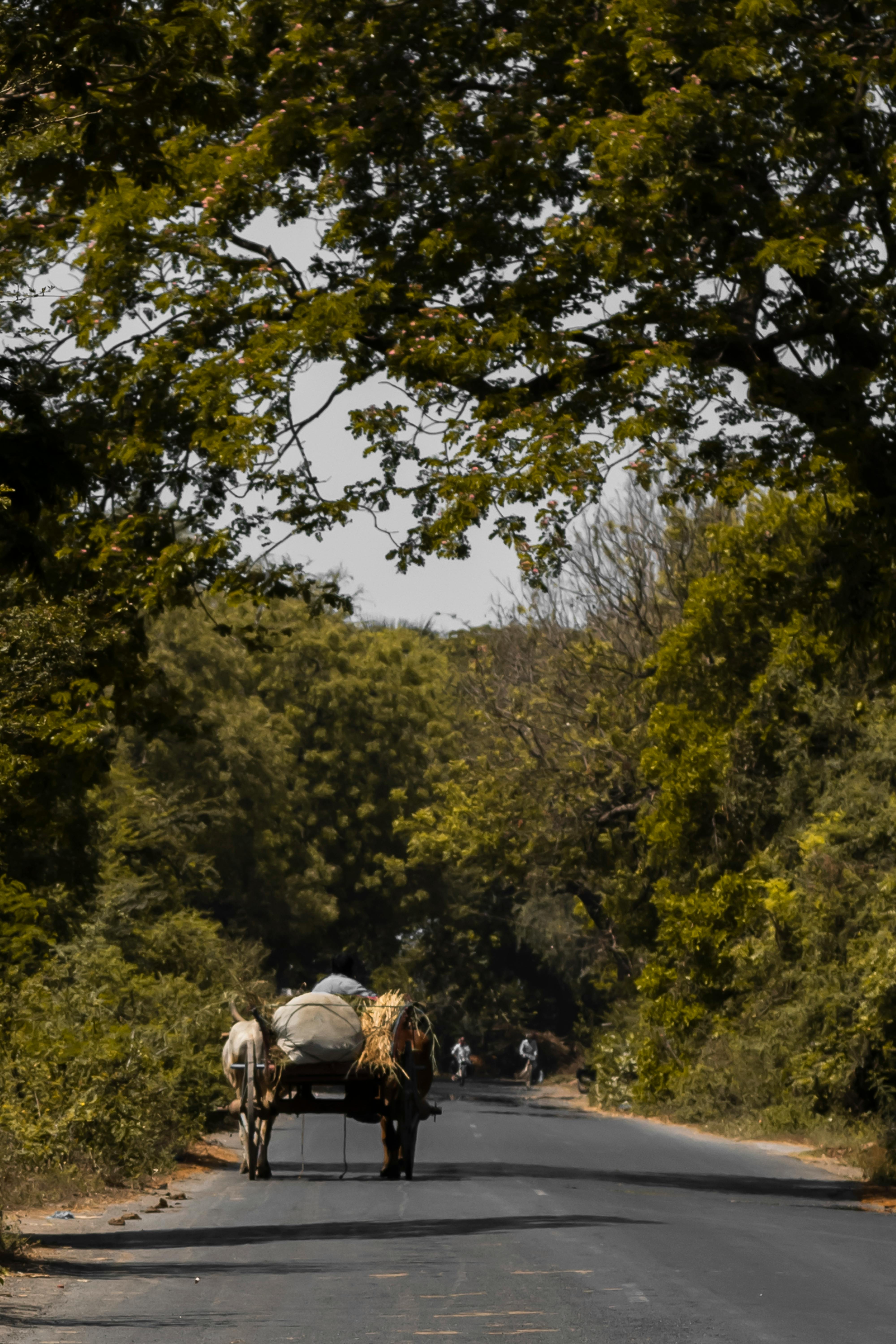 Horse-drawn cart traversing a rural road in summer, surrounded by lush trees in Surat, India. | Indian Village Development