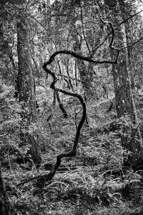 Grayscale Photo of Branches in the Forest