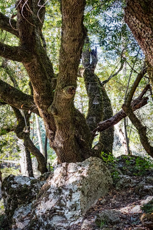 Foto d'estoc gratuïta de arbre, bosc, boscos