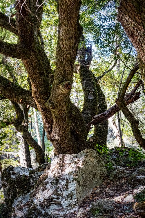 Free Close-up of a sprawling oak tree amidst vibrant forest foliage, showcasing natural beauty. Stock Photo