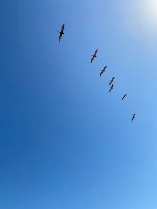 Foto d'estoc gratuïta de a l'aire lliure, angle baix, bandada