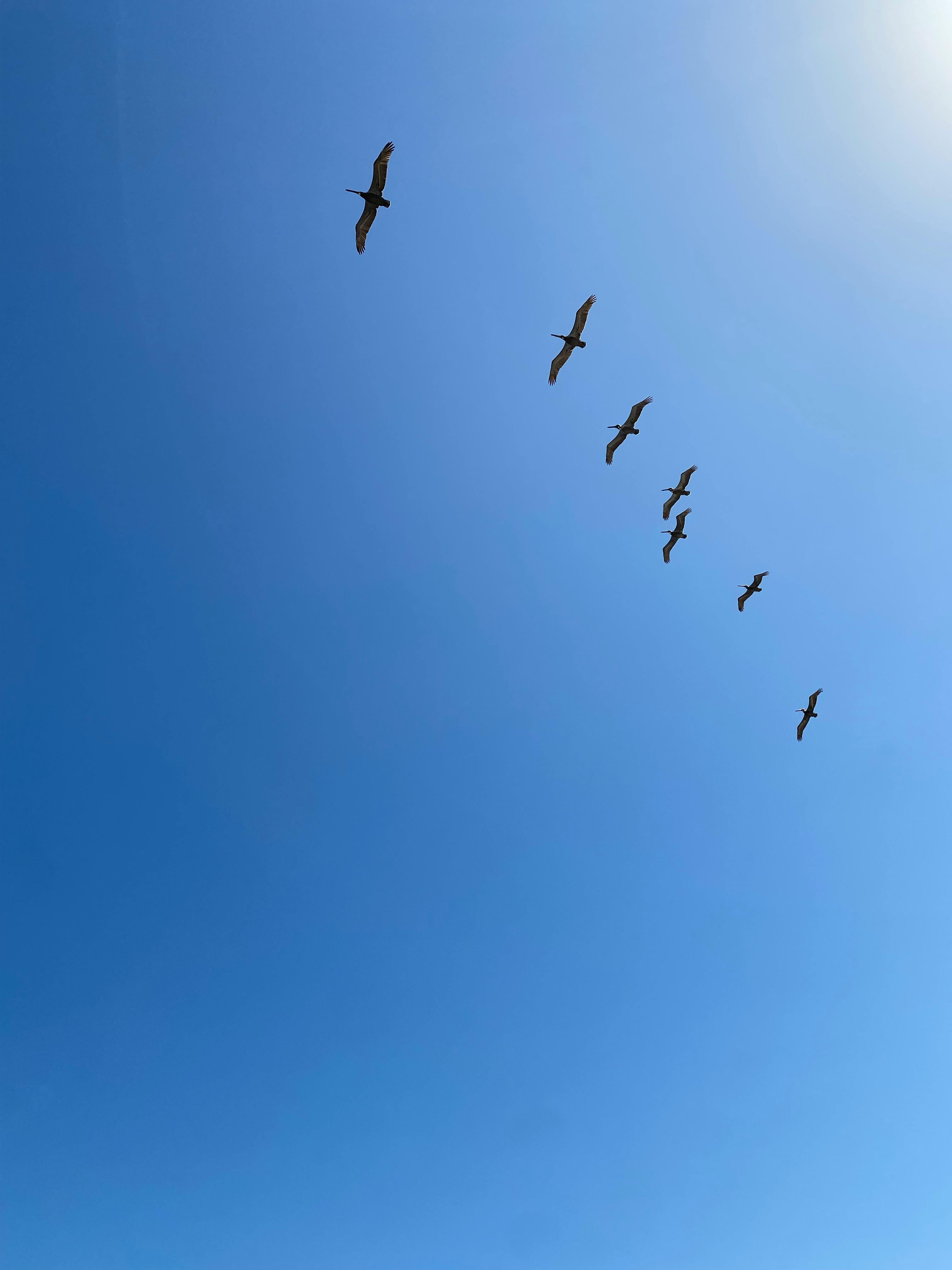 Birds Flying in Sky · Free Stock Photo