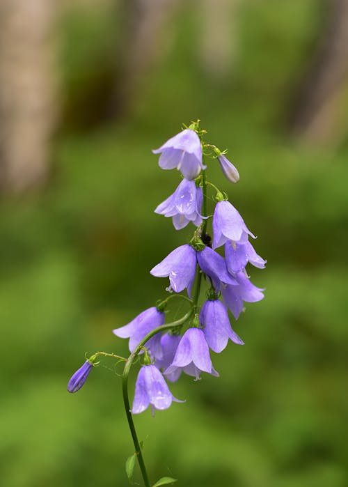 Gratis arkivbilde med blomsterblad, Grønn plante, lilla blomster