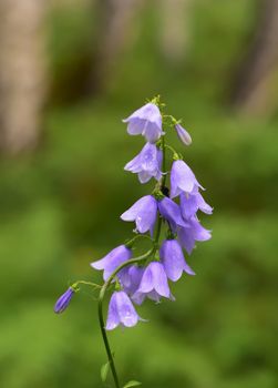 Close-up of blooming purple bellflowers against a blurred green background in a natural outdoor setting.