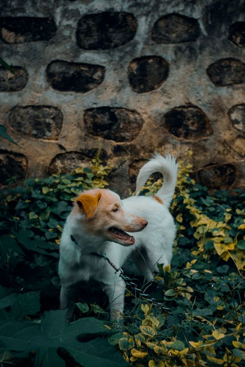 Free A cheerful white and brown dog in a lush outdoor setting against a stone wall. Stock Photo