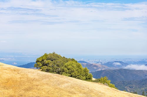 Green Trees on Brown Mountain