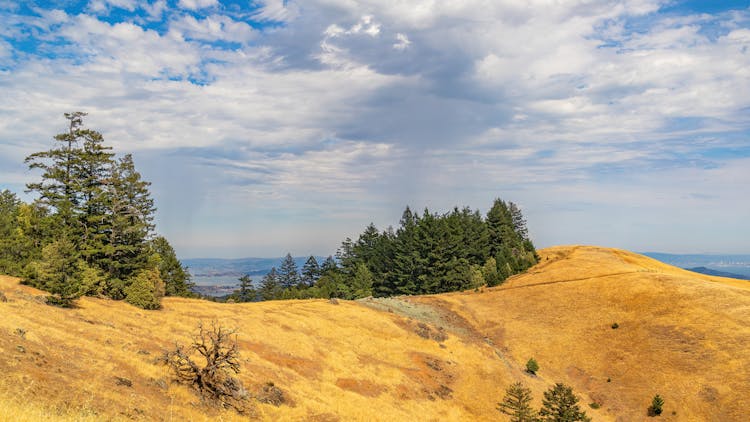 Pine Trees On Brown Mountain Top