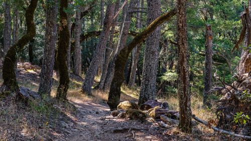 Free A serene forest path surrounded by towering trees and dappled sunlight. Stock Photo
