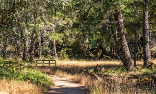 Free Peaceful forest trail leading to a rustic wooden bridge surrounded by greenery. Stock Photo