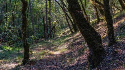 Free A tranquil forest scene featuring sunlit trees and lush greenery on a gentle slope. Stock Photo