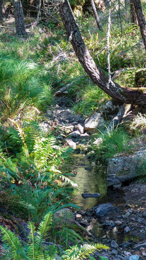 Free Serene forest stream flowing through lush greenery and rocks in natural light. Stock Photo
