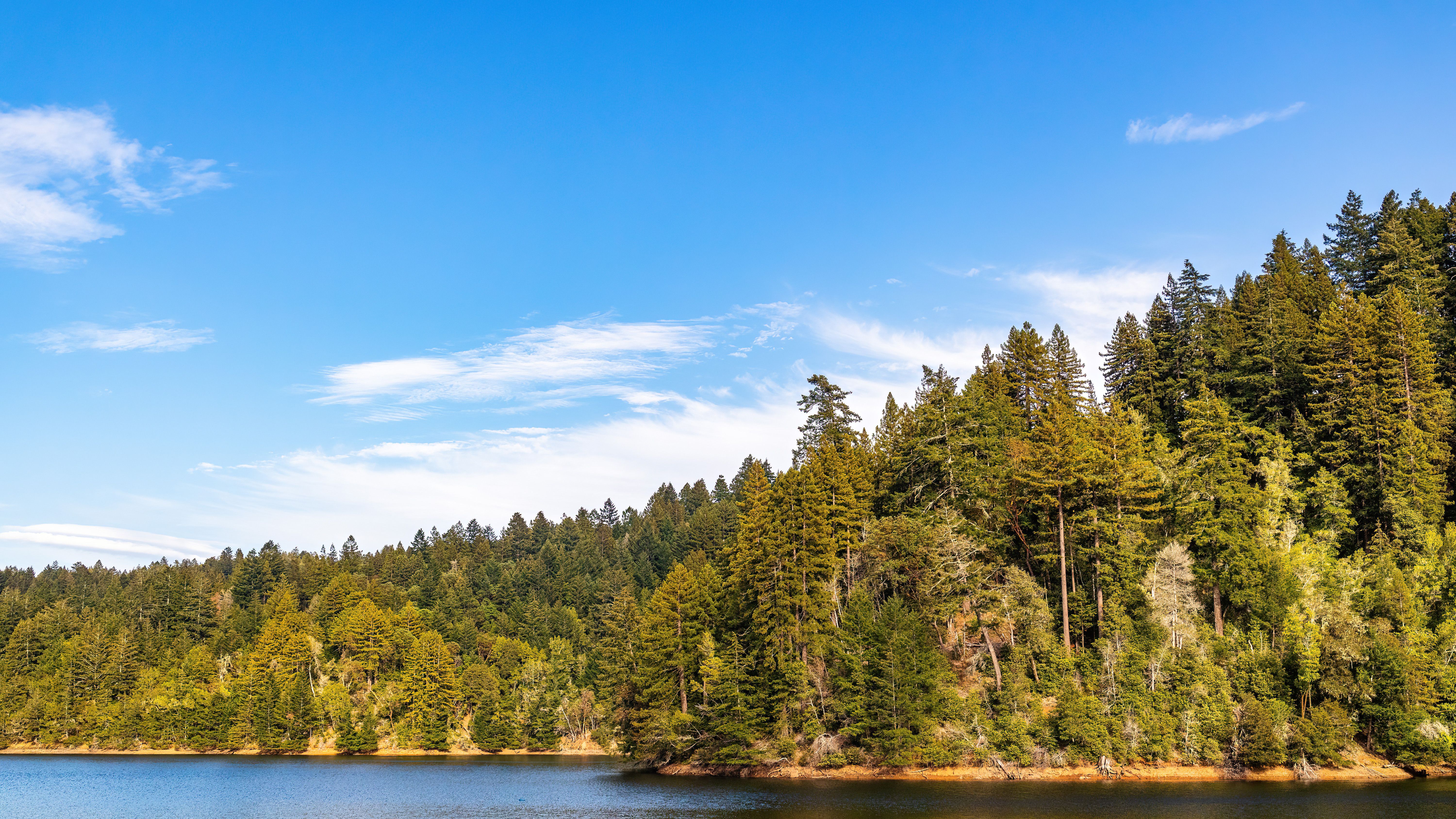 Green Trees by the Lake Under Blue Sky · Free Stock Photo