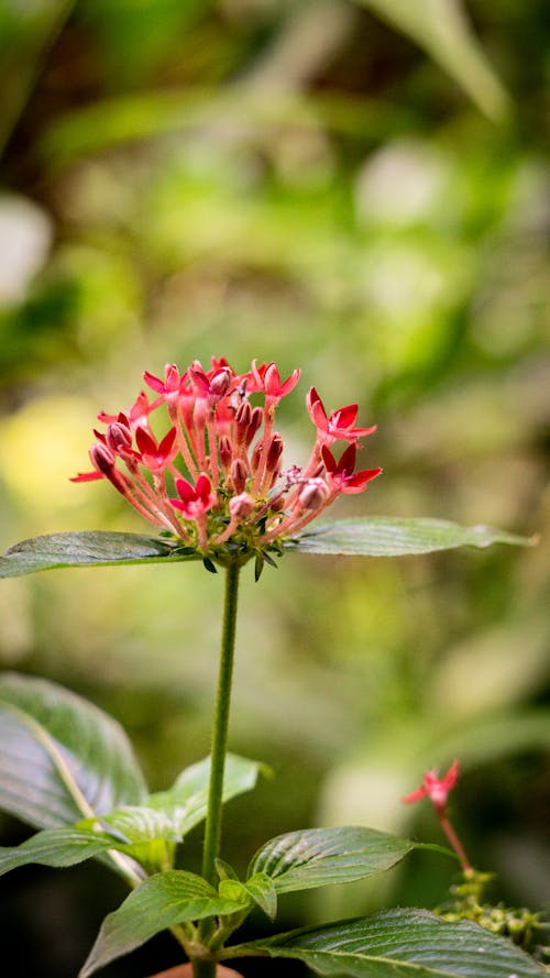 Close-up of Red Flowers on Green Plant