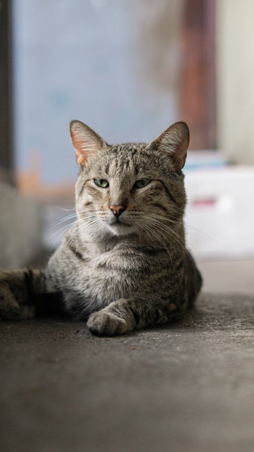 Free A calm tabby cat resting on the floor indoors, showcasing its whiskers with a serene expression. Stock Photo