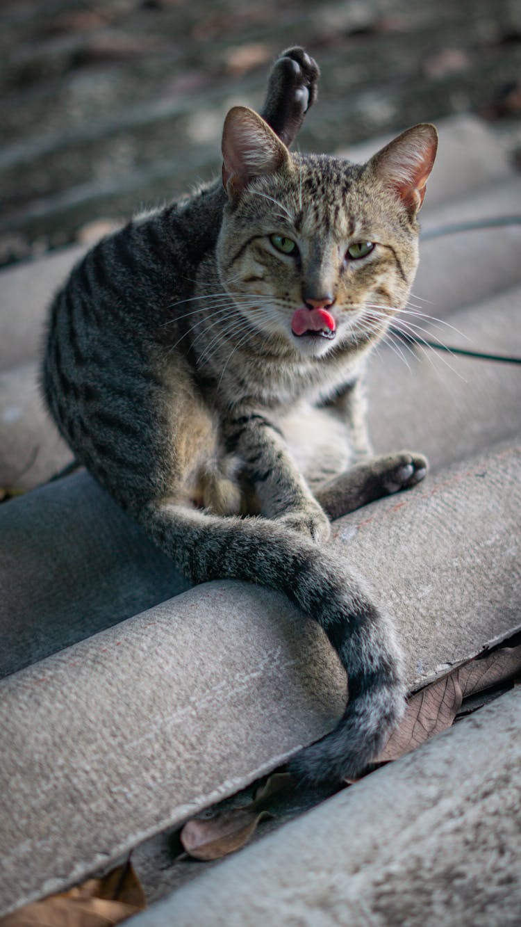 High Angle Shot Of A Cat On The Stairs