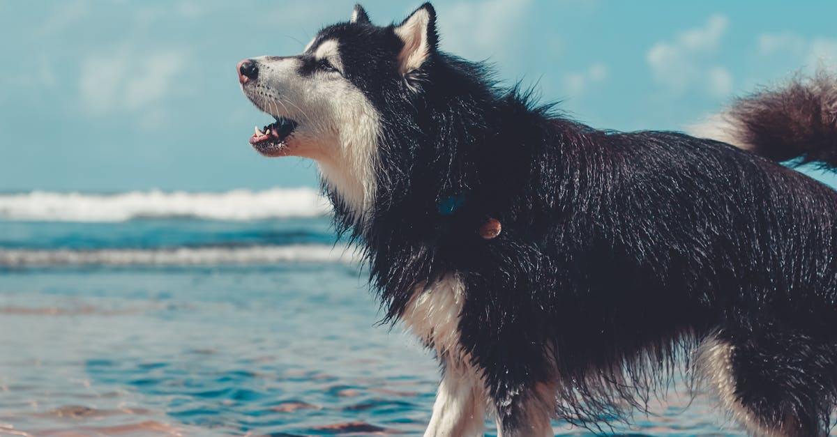 How to stop neighbors dog from barking UK