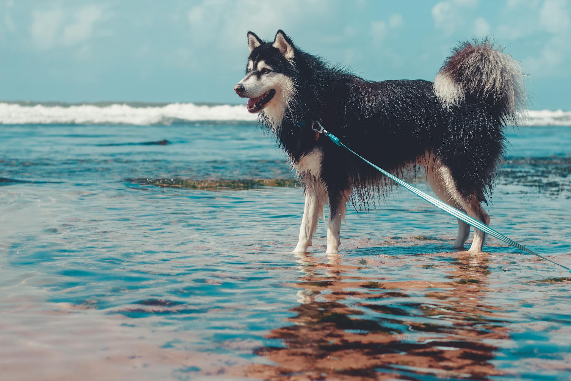 En Alaskan Malamute på stranden