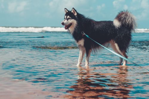 Free A beautiful Alaskan Malamute stands on a sunlit beach, enjoying the ocean breeze. Stock Photo