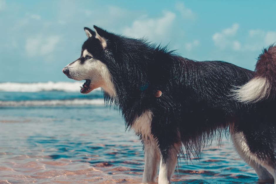 Captivating side view of a Siberian Husky by the sea on a sunny day.