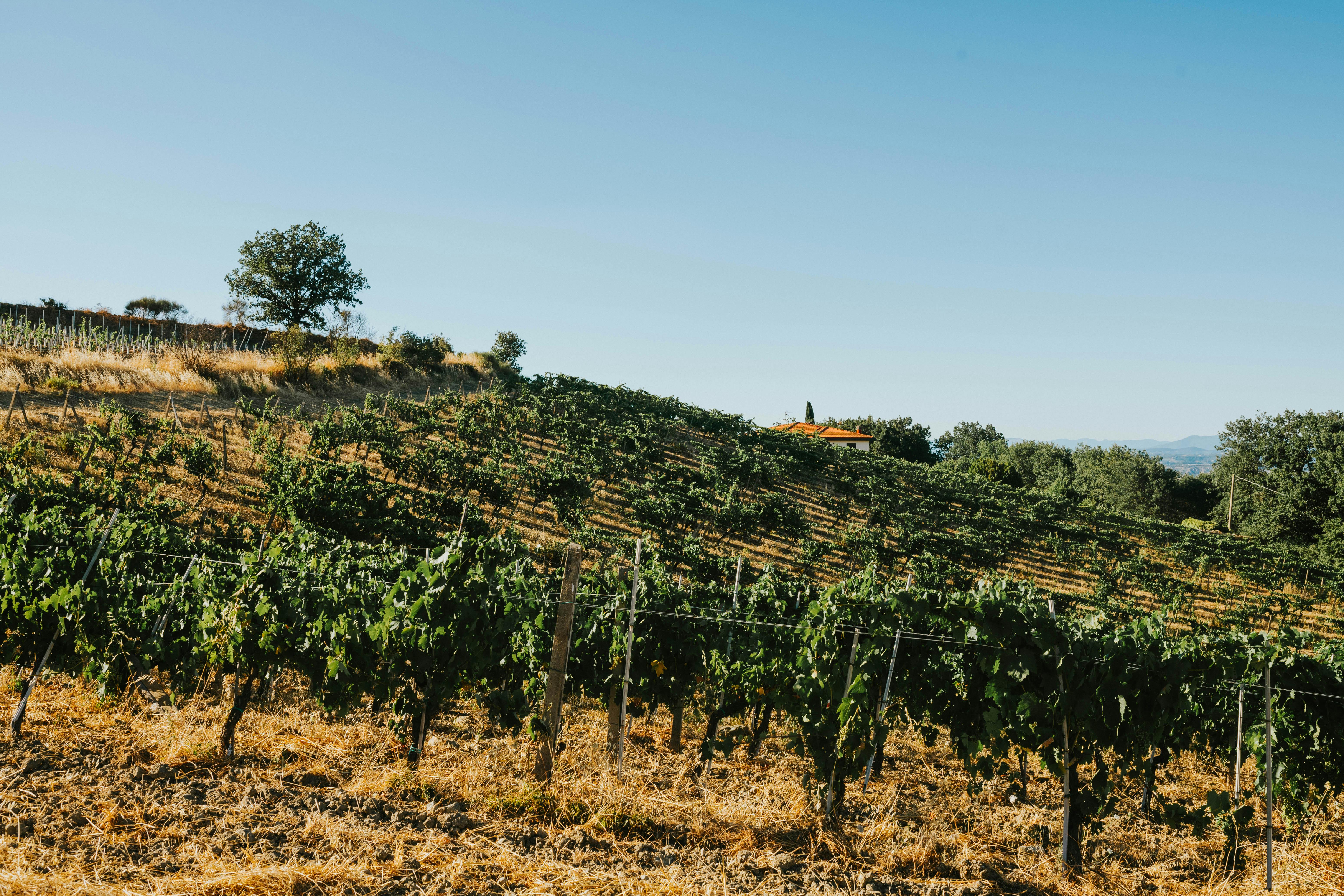 Scenic vineyard in Tuscany, Italy under a clear blue sky, ideal for wine lovers.