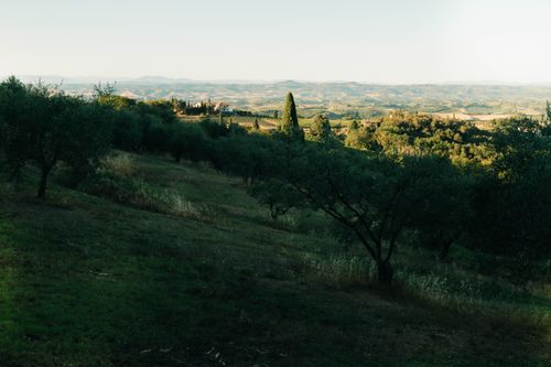 Free A stunning view of the rolling hills and olive groves in Tuscany, Italy. Stock Photo