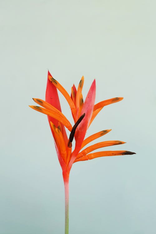 Free Minmalism Flower Stock Photo