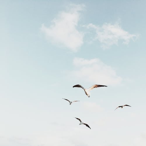 A Birds Flying Under the Blue Sky and White Clouds