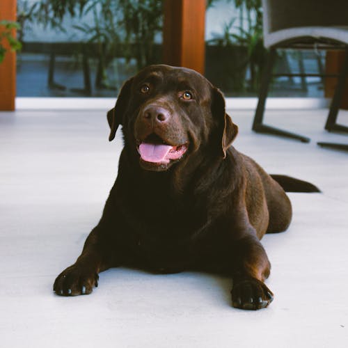 Close-Up Shot of Labrador Retriever Lying on White Surface
