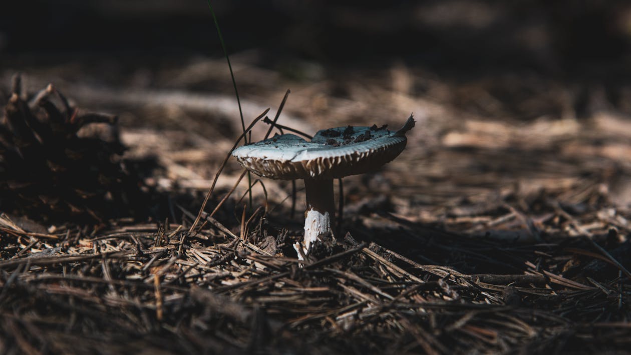 Mushroom in Close Up Photography