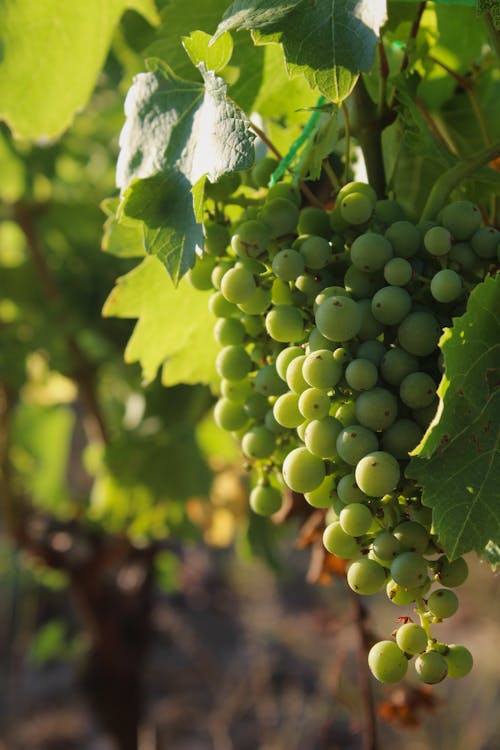 Green Grapes in Close Up Photography