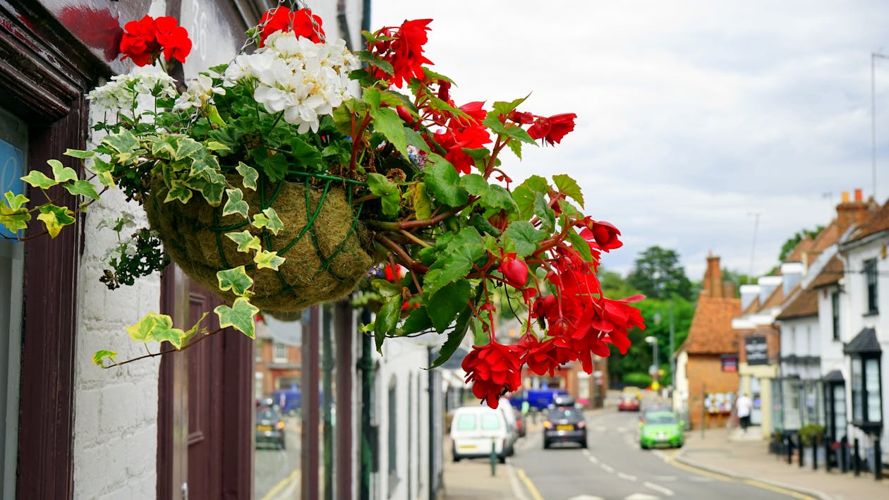 White and Red Petaled Flowers Hanging on Beside Window